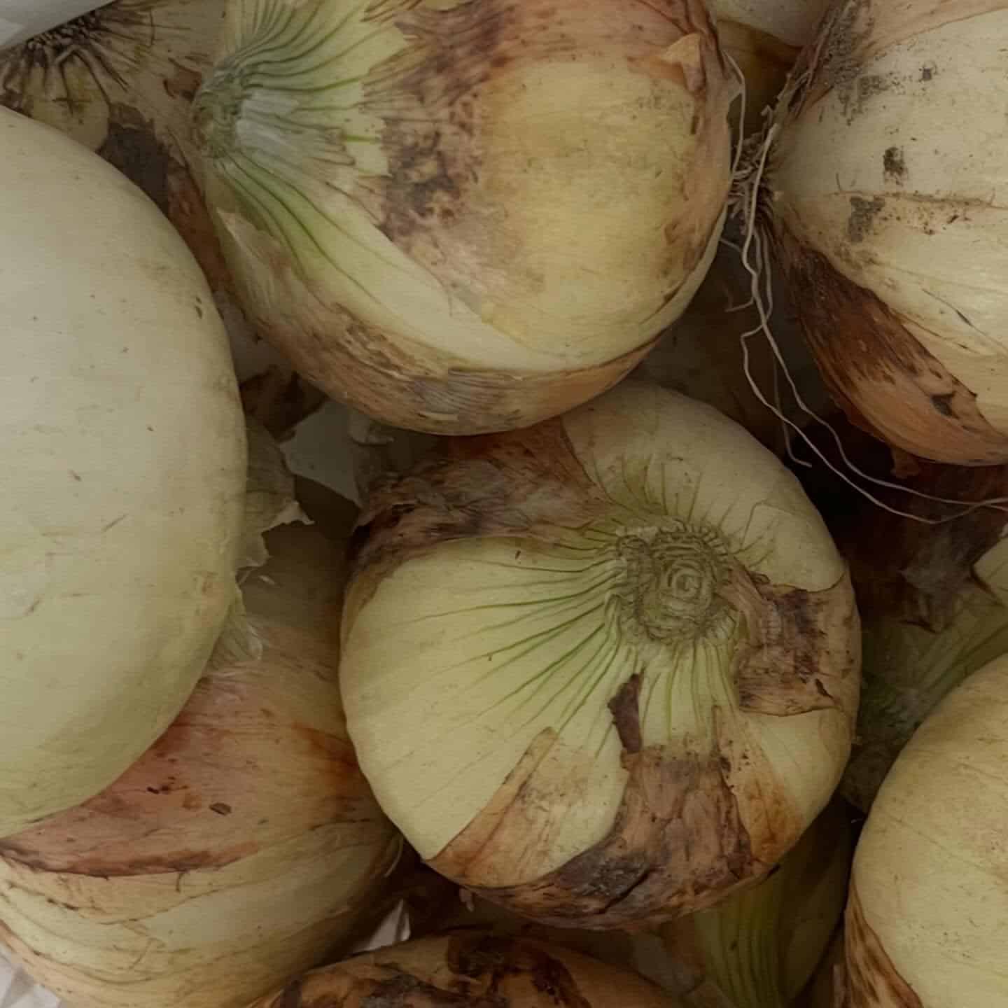 【日々感謝!いつもありがとうございます!】牡蠣/生牡蠣/静岡駅/静岡/ランチ/ディナー/昼呑み/地産地消/駐車場/ワイン…