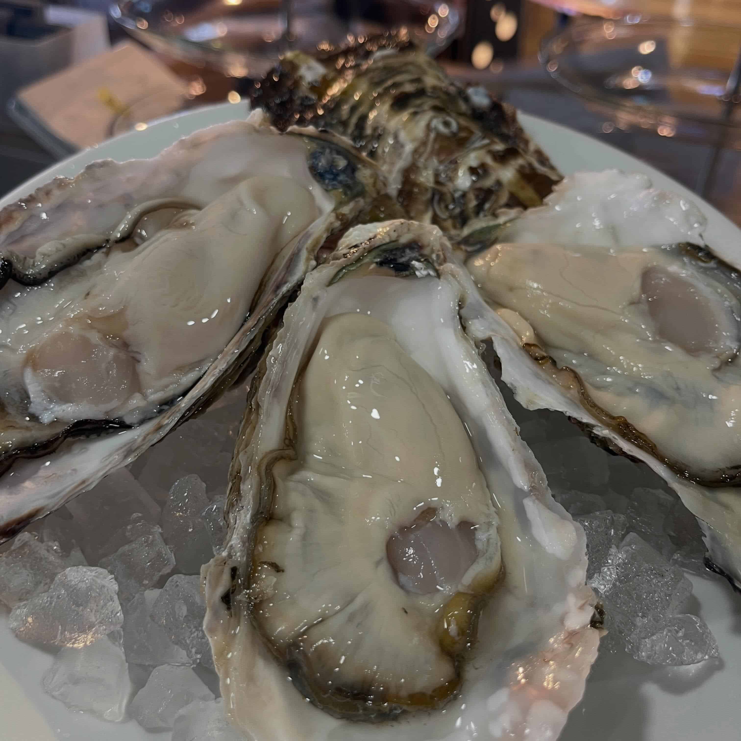 【6/11本日の生牡蠣】牡蠣/生牡蠣/静岡駅/静岡/ランチ/ディナー/昼呑み/駐車場/ワイン/夜景ディナー/飲み放題 /…